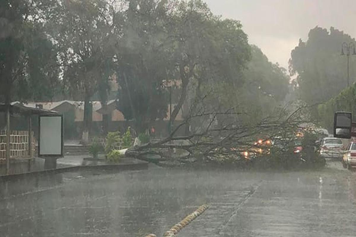 Cae árbol en avenida Madero