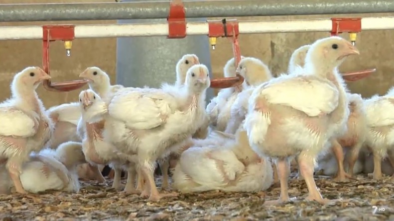 Detecta China primer caso de gripe aviar en humano