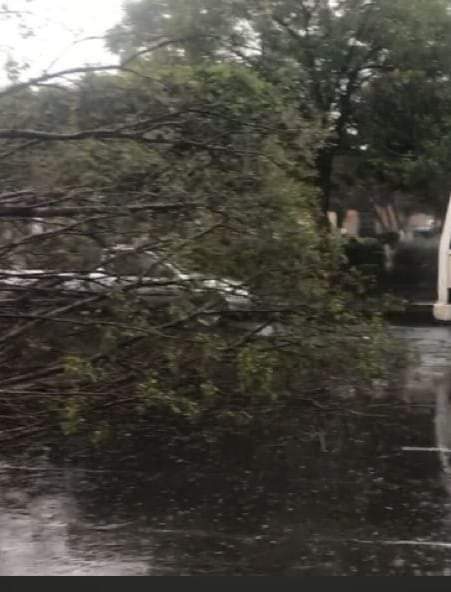 Cae árbol en avenida Madero