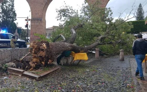 11 árboles se han caído en lo que va del año en Morelia