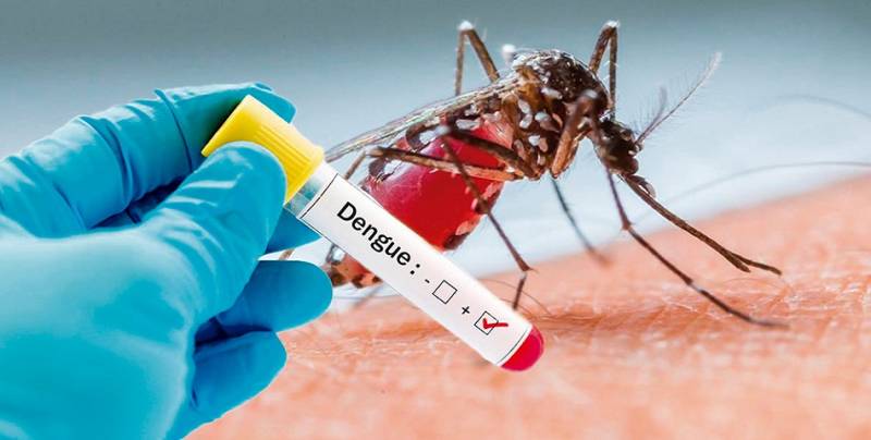 casos de dengue