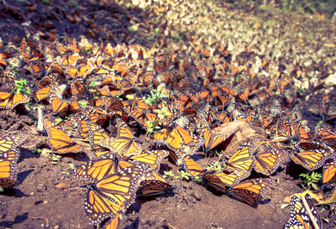 Llega Mariposa Monarca