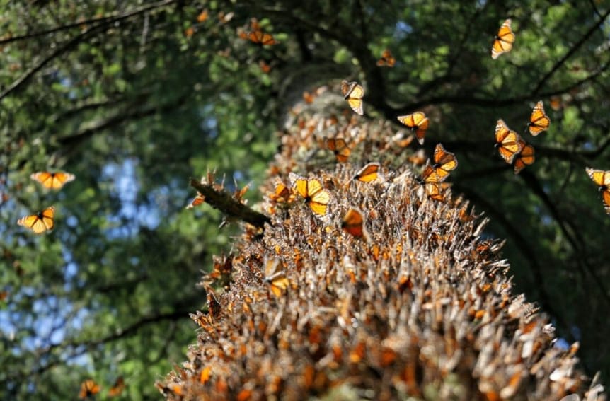 UMSNH conservación de la mariposa Monarca