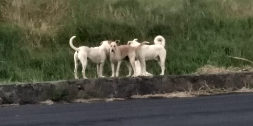 No sólo Villas del Pedregal, márgenes del Río Grande continúan siendo foco rojo de perros callejeros