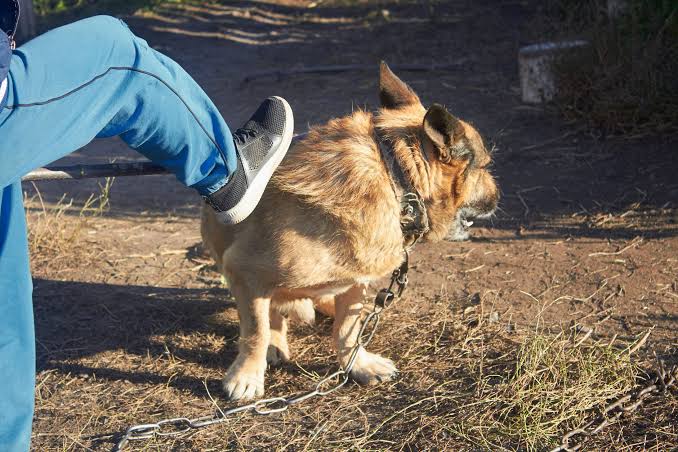 maltrato y crueldad animal