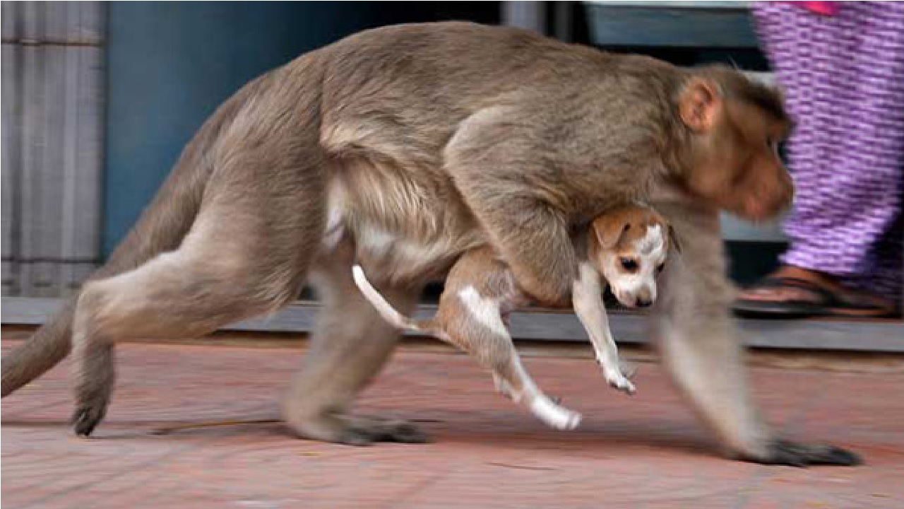 Monos enfurecidos matan perros