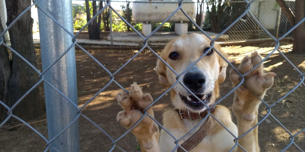 Tras denuncia ciudadana, alcalde de Zinapécuaro pone en adopción 6 perros