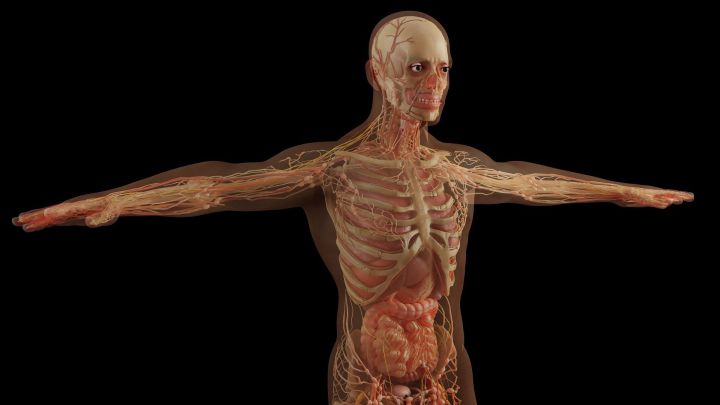 Una nueva parte del cuerpo humano