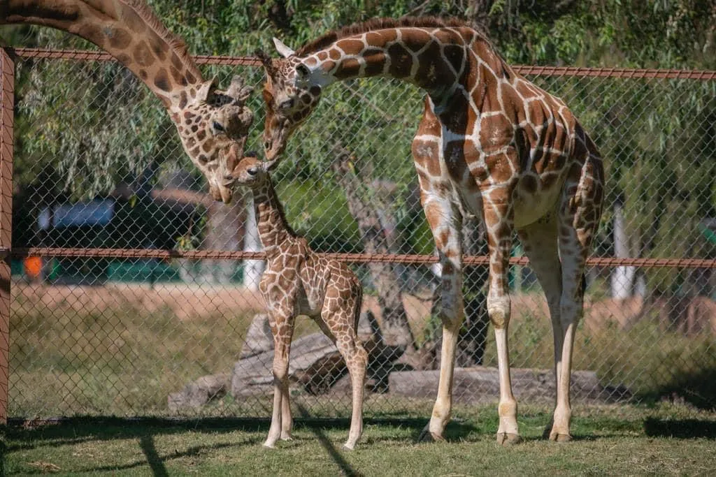 Zoológico Morelia nombre jirafita