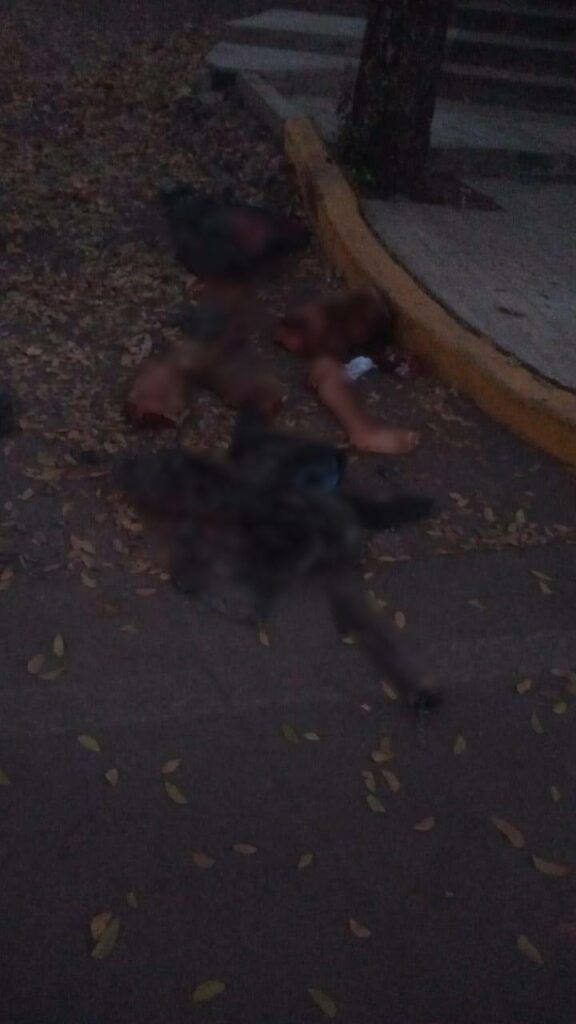 Abandonan cuerpo desmembrado en bolsas de platico en Apatzingán