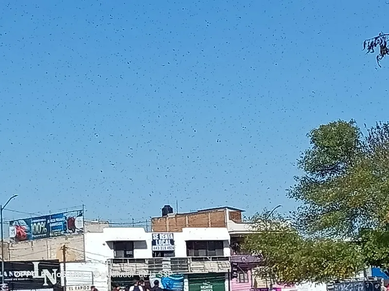 Enjambre de abejas ataca a varias personas