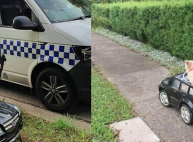 Perrito detenido Policía mini auto
