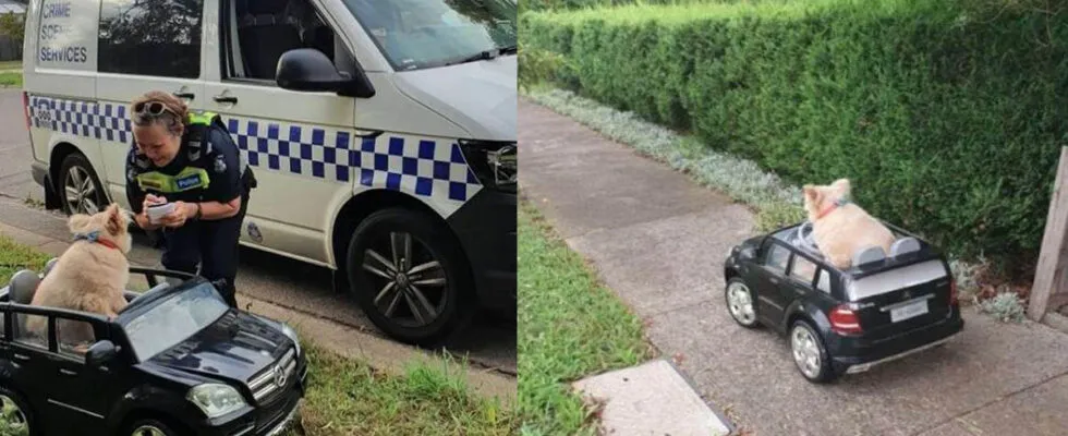 Perrito detenido Policía mini auto