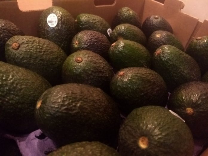 Retoman exportación de aguacate a Estados Unidos