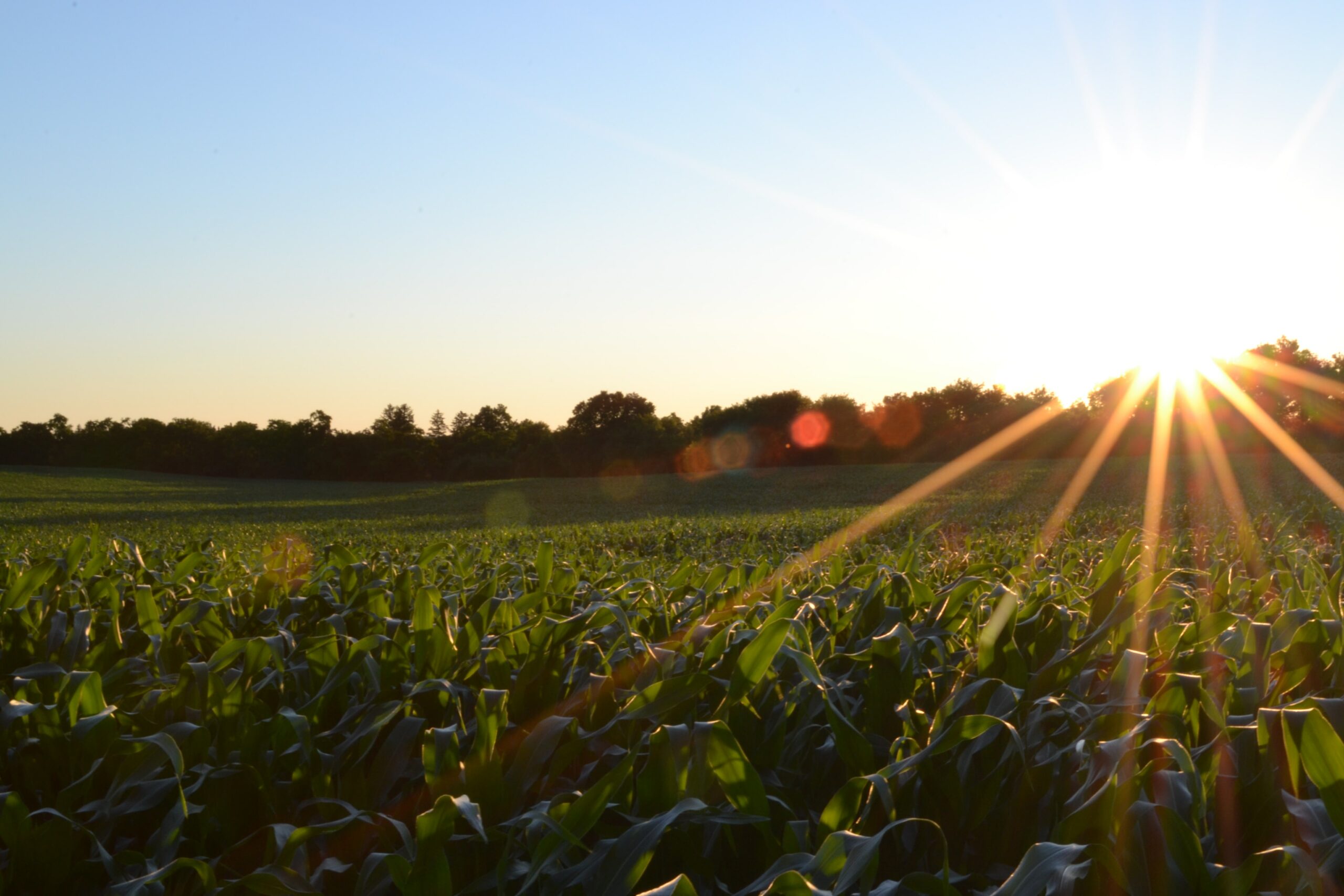 tecnologías impulsan la agroindustria en Michoacán