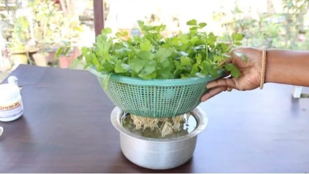 ¿Sabes por qué es bueno comer cilantro