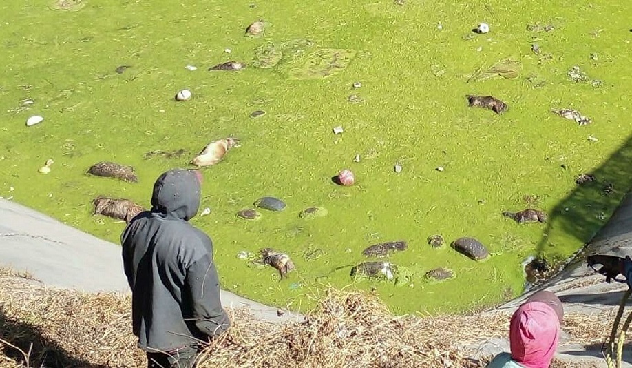 Descubren más de 100 perritos muertos