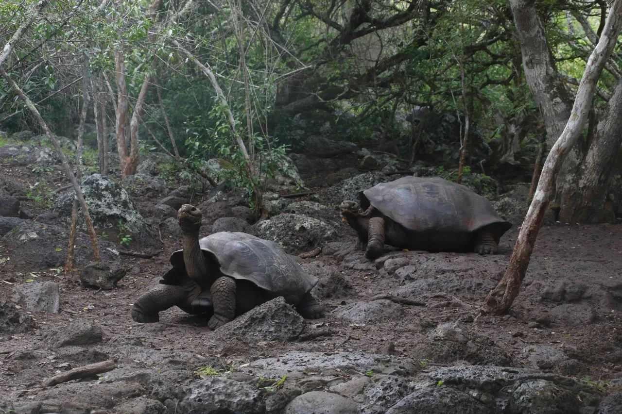 Hallan nueva especie de tortuga gigante en Islas Galápagos