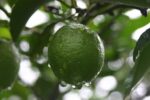 Inseguridad en Valle de Apatzingán afecta comercio de limón: productor