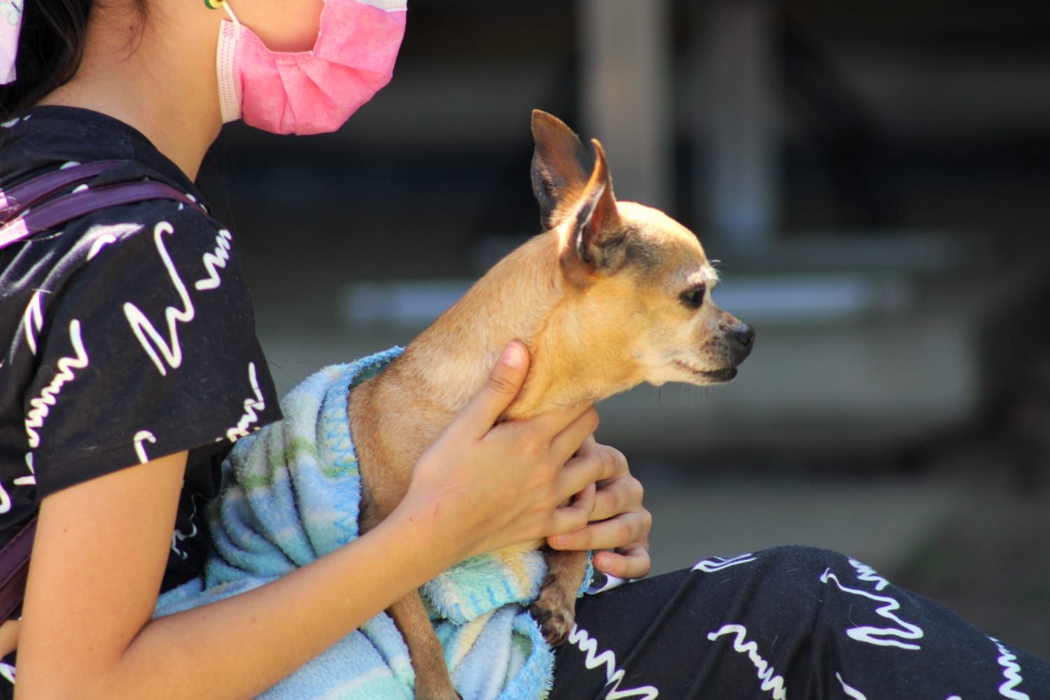 Tarímbaro esterilizaciones animales gratuitas