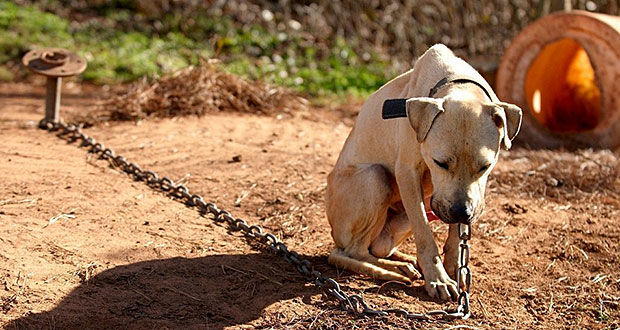 Hasta 300 mil pesos de multa por maltrato animal