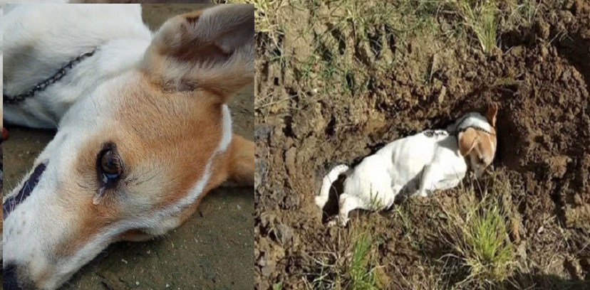 Perrito sacrifica su vida