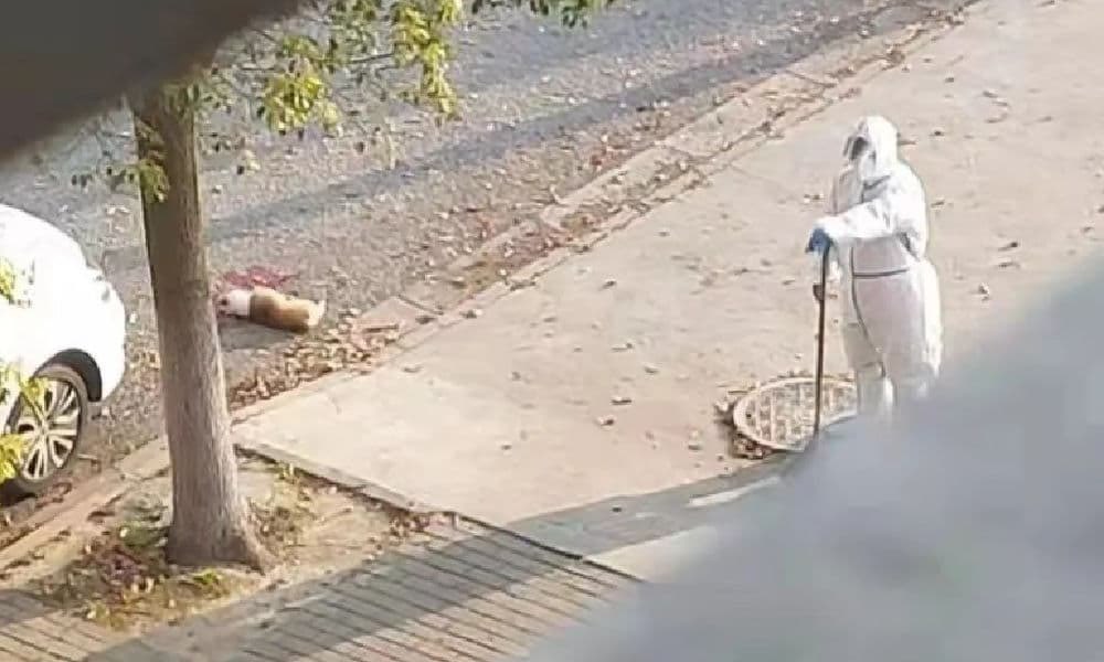 Trabajador mata a golpes a perrito tras dar positivo su amo a Covid