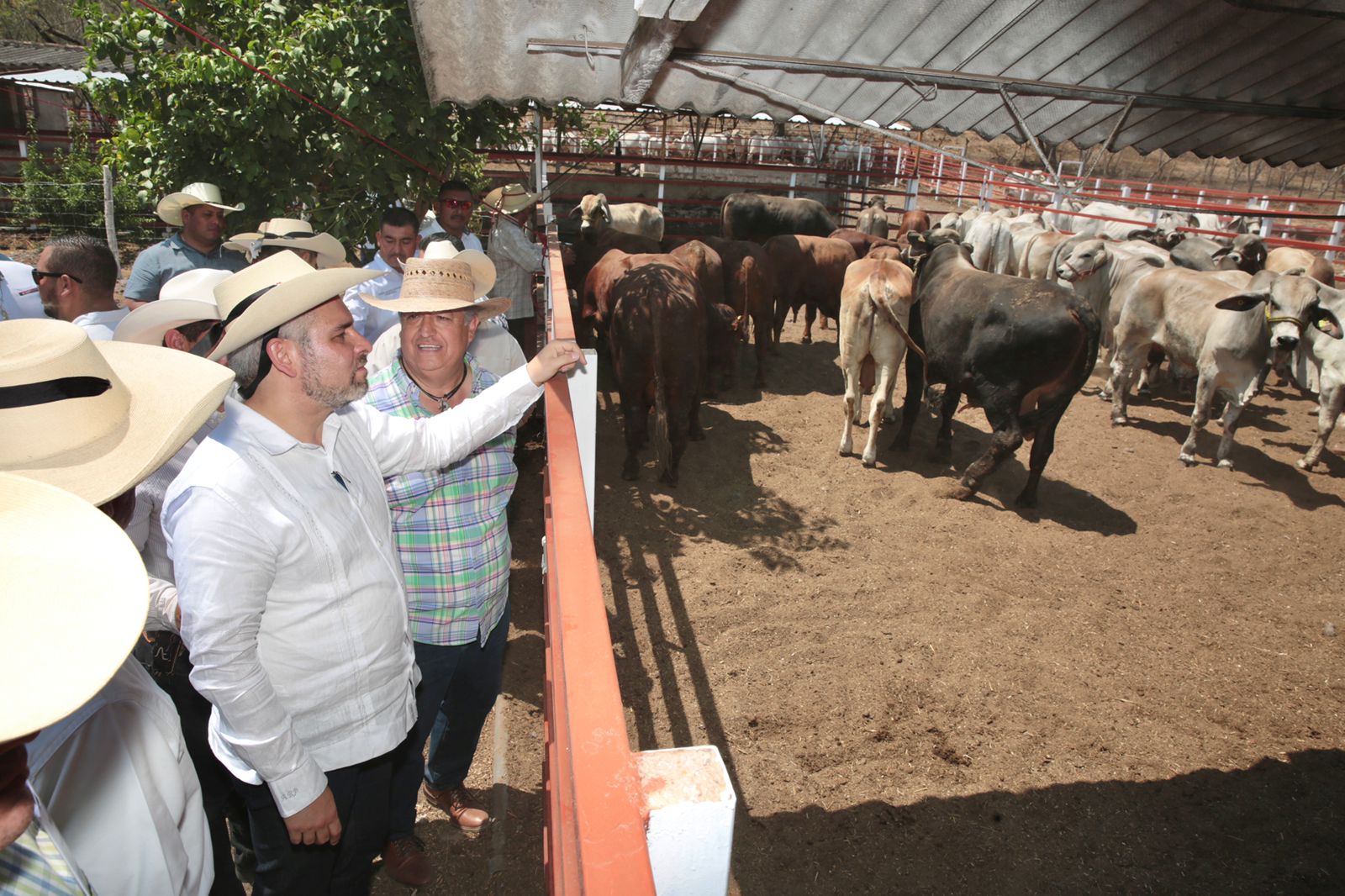 Bedolla potenciar la ganadería michoacana