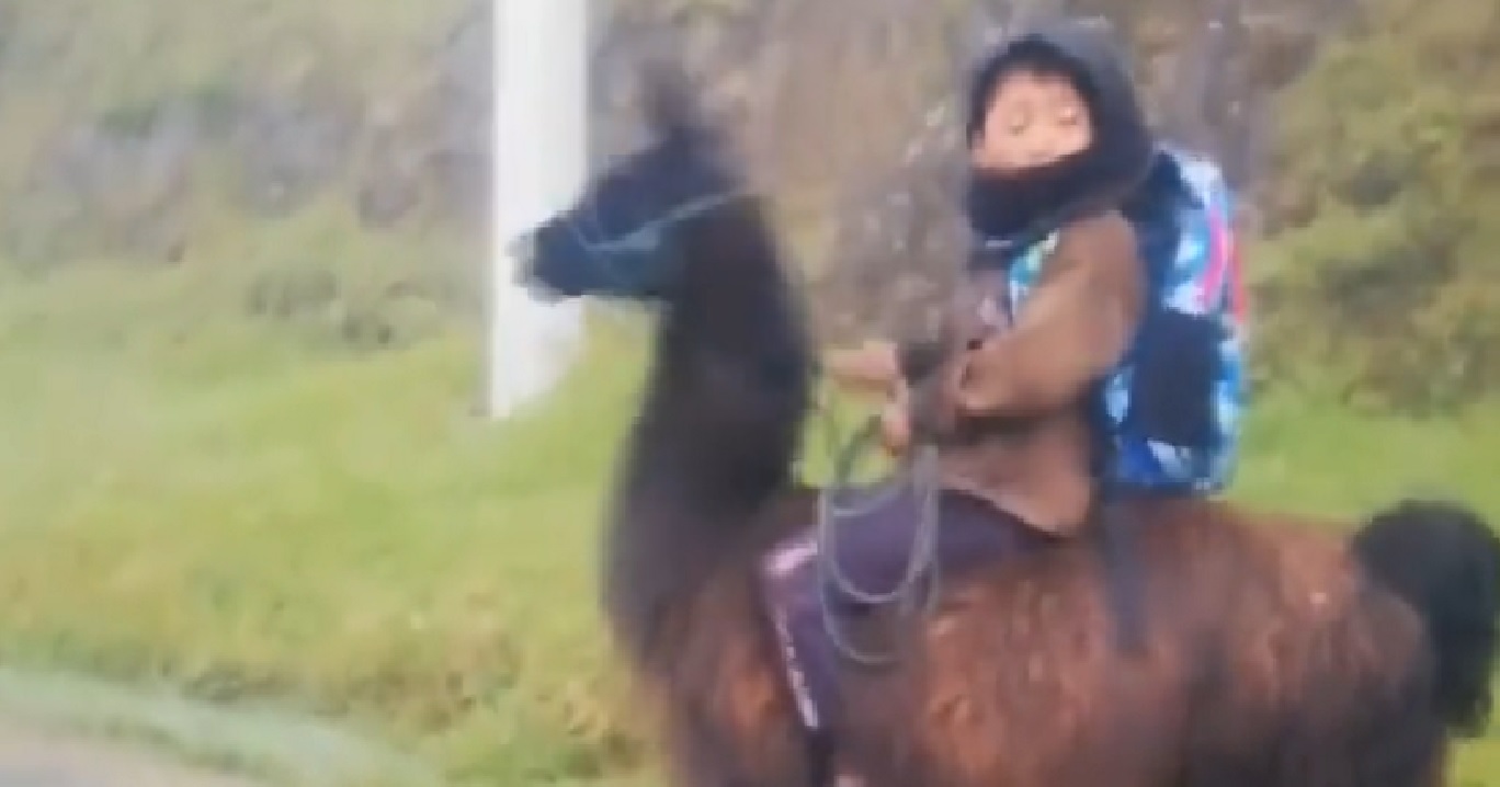 ¡A toda velocidad! Niño cabalga llama para ir a la escuela