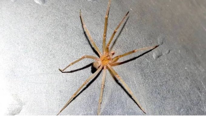 Emiten alerta en México por nueva especie de araña violinista