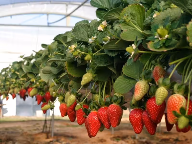 Fresas mexicanas son vinculadas a hepatitis A Alerta EU