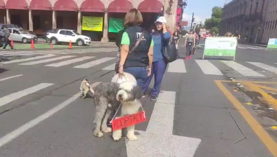 Morelia desfilaron peluditos familia