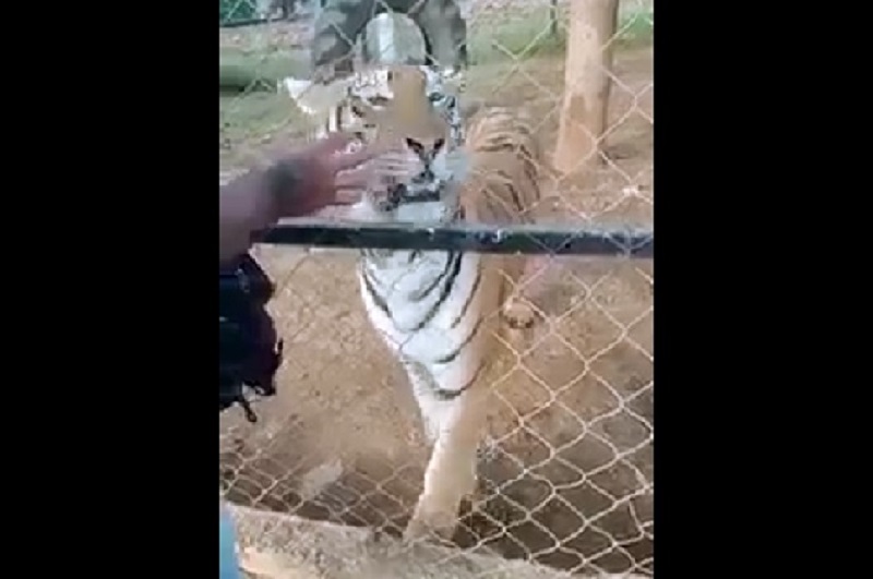 Muere el cuidador tigre