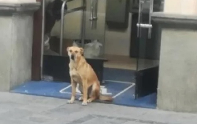 Perrita es abandonada en un banco