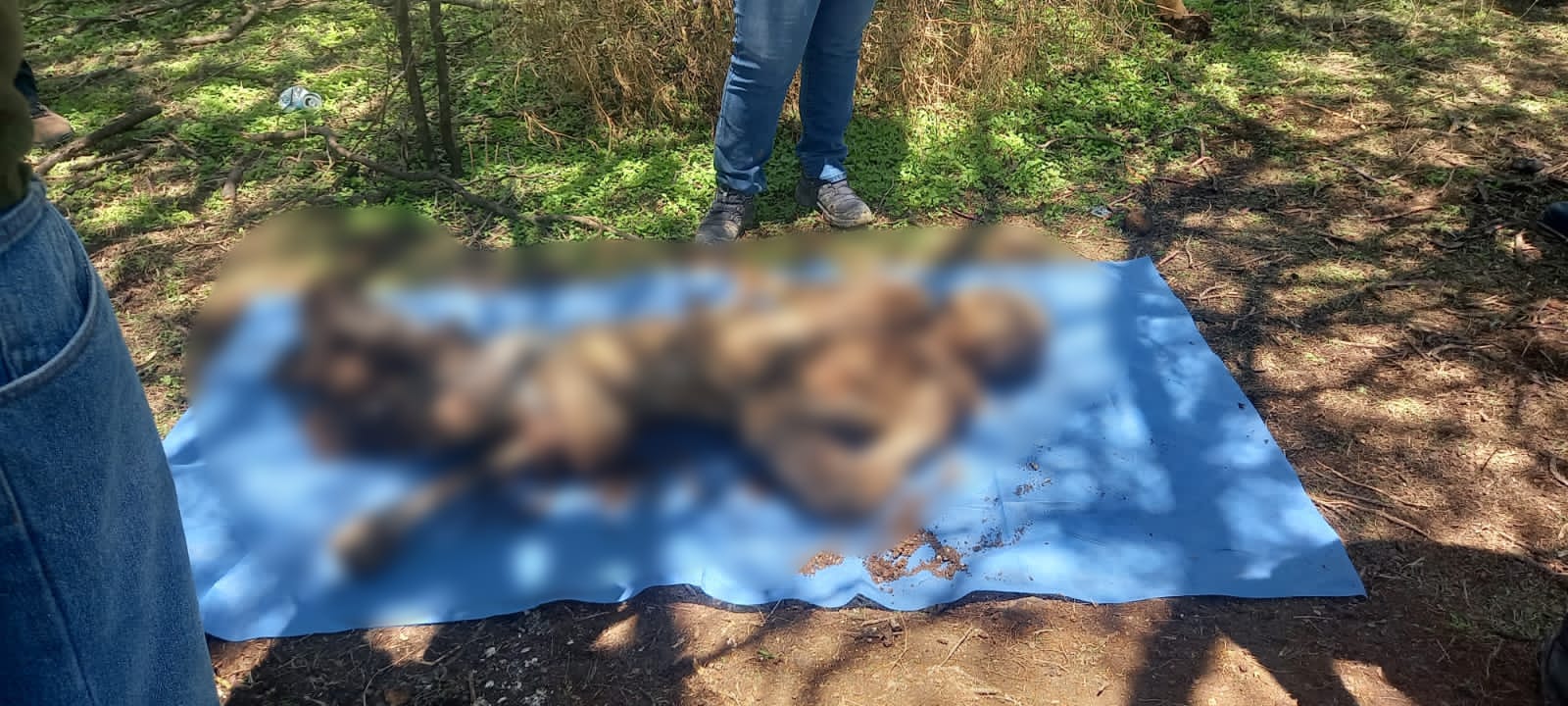 Sin identificar los 10 cadáveres hallados en fosas clandestinas en Villamar