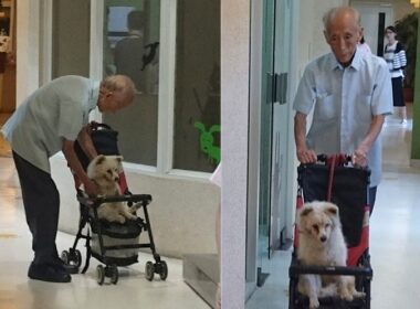 Abuelito perro anciano veterinario