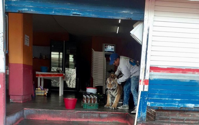 Deambula tigre de bengala por calles de Mixquiahuala en Hidalgo