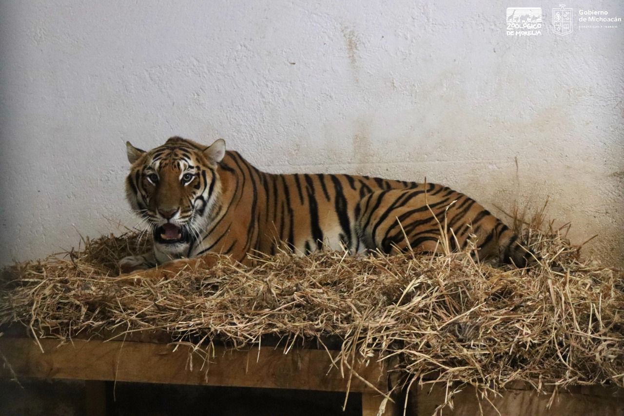 Delicado, estado de salud de felinos rescatados por el ZooMorelia