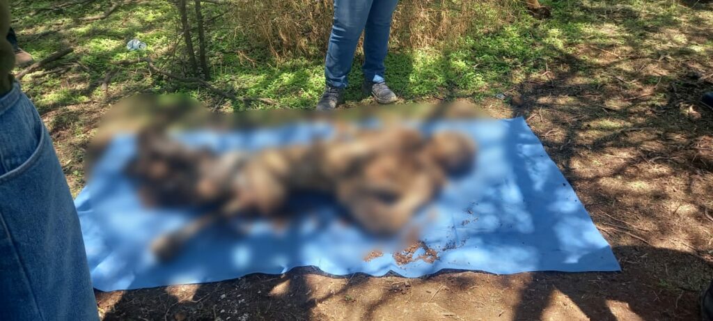 Identifican cadáveres localizados en fosas clandestinas en Villamar