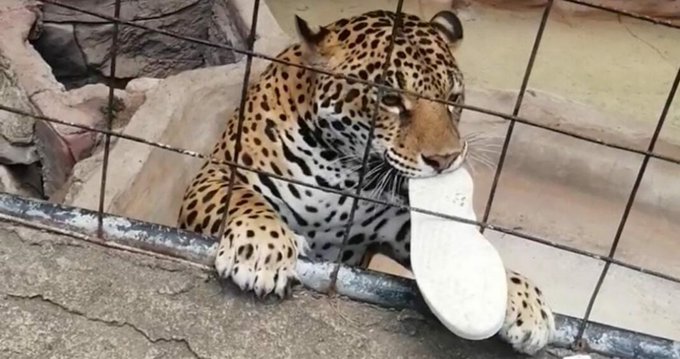 Ataca jaguar a menor que quiso tomarle foto en zoológico
