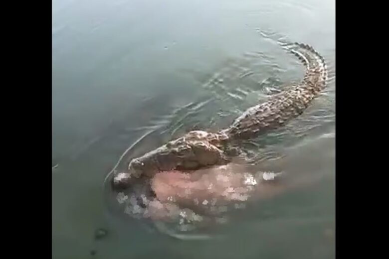Un cocodrilo de más de dos metros atacó y mató a un hombre en Laguna del Carpintero, Tampico. Autoridades advierten peligro ante frecuentes ataques en la zona