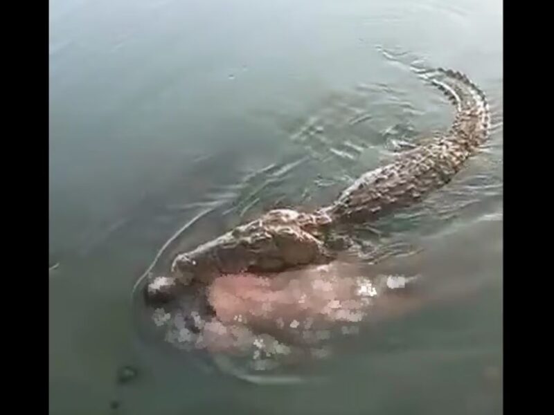 Un cocodrilo de más de dos metros atacó y mató a un hombre en Laguna del Carpintero, Tampico. Autoridades advierten peligro ante frecuentes ataques en la zona