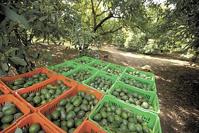 Michoacán en camino de formalizar a 120 mil trabajadores de aguacate