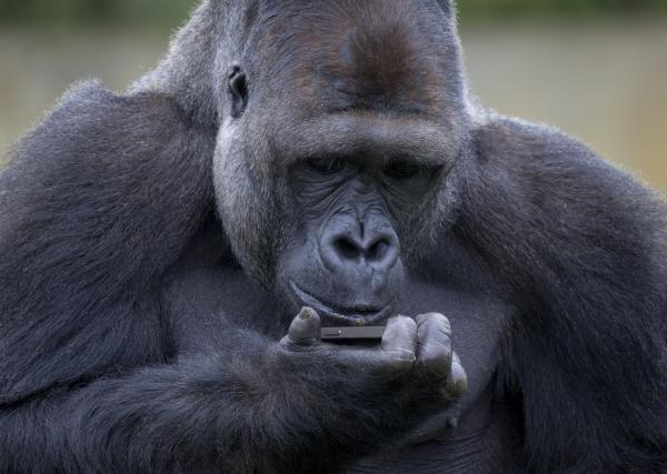 "Entrada triunfal" de gorila a su recinto se hace viral