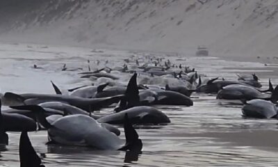 Encuentran ballenas varadas