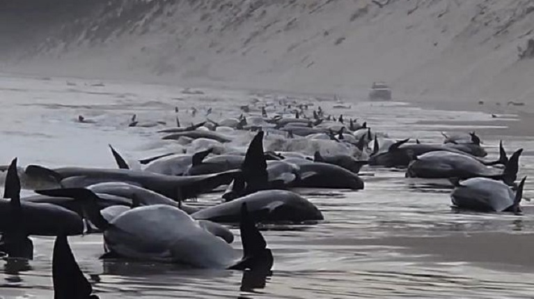 Encuentran ballenas varadas