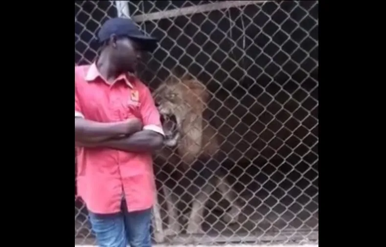 León cuidador zoológico