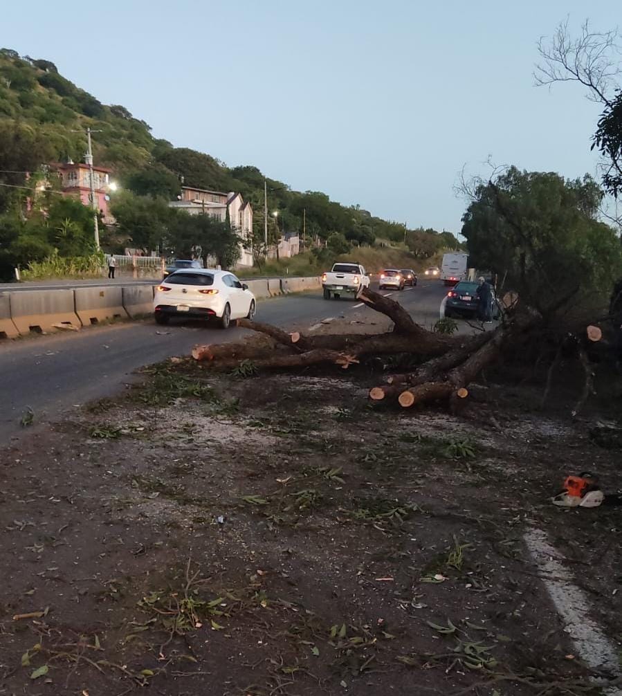 Se desploma un árbol y bloquea la carretera Morelia - Salamanca