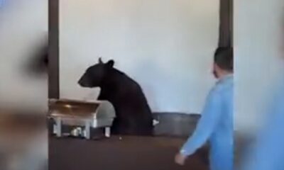 oso restaurante Monterrey