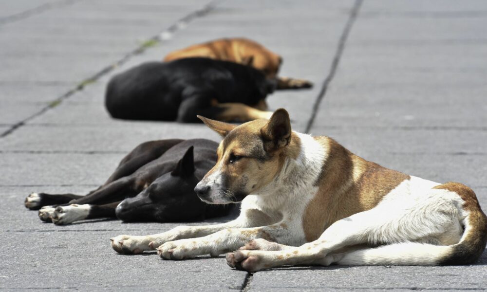 ¡A reinserción perritos de la calle!, plantean en Congreso local